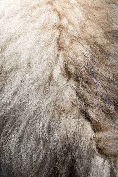 Dog fur as background. texture — Stock Photo, Image