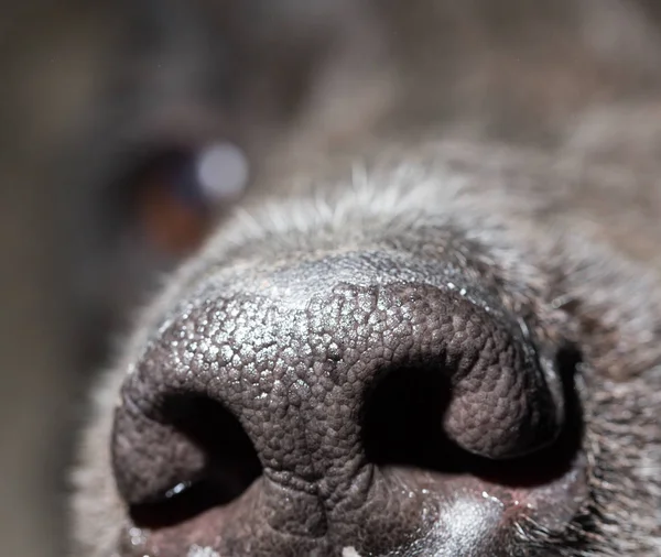 Bellissimo naso di cani neri. macro — Foto Stock