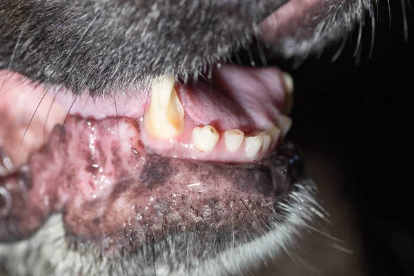 Big teeth at the black dog. macro — Stock Photo, Image