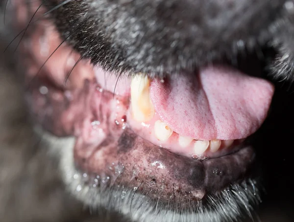 Velké zuby na černého psa. makro — Stock fotografie
