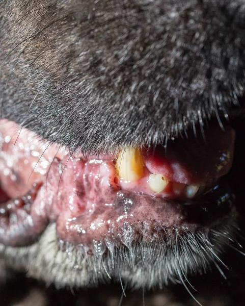 De mond van een zwarte hond. Macro — Stockfoto