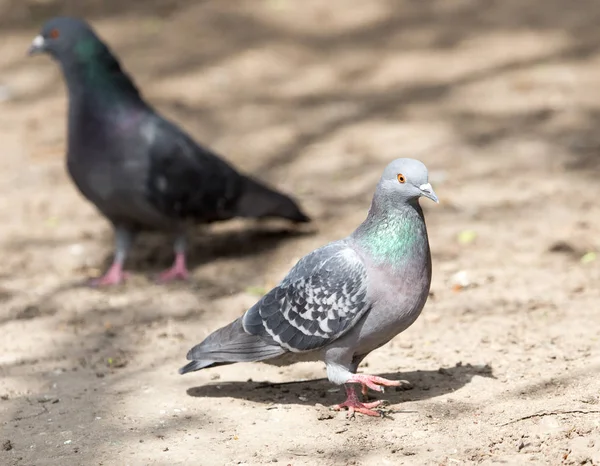 自然公園の鳩は — ストック写真