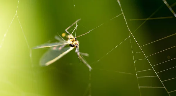 Uma mosca na teia na natureza. macro — Fotografia de Stock