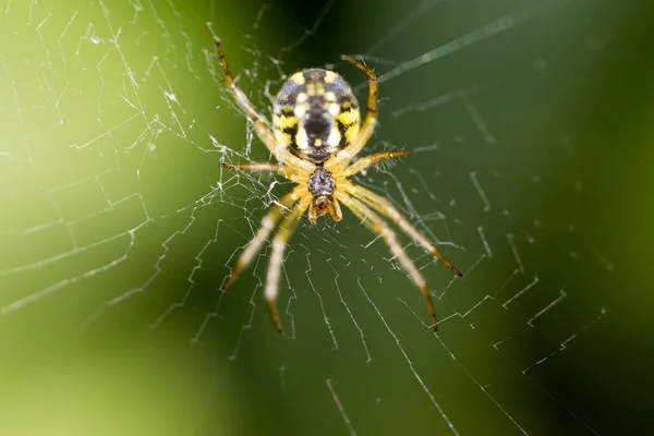 Araña aterradora en la naturaleza. macro —  Fotos de Stock