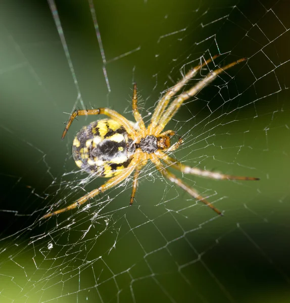 Aranha assustadora na natureza. macro — Fotografia de Stock