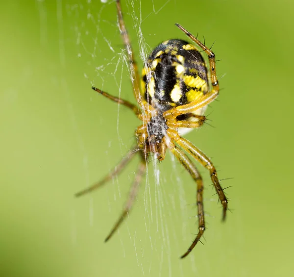 Araña aterradora en la naturaleza. macro — Foto de Stock