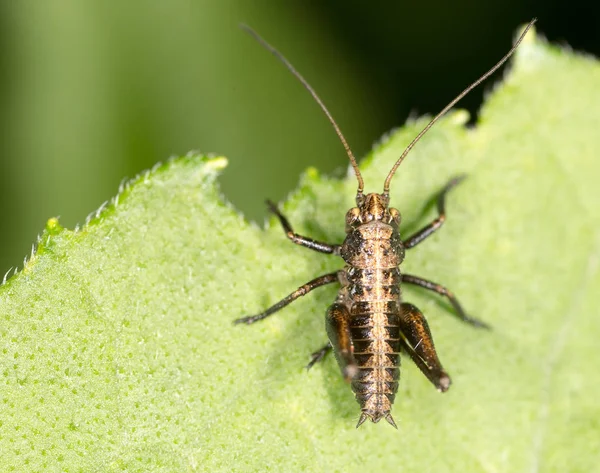 Кузнечик на зеленом листе. macro — стоковое фото