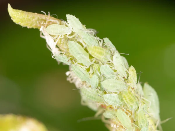 Blattläuse auf einem Blatt in der Natur. Makro — Stockfoto