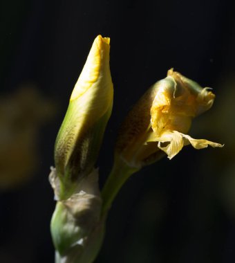 doğada güzel sarı iris