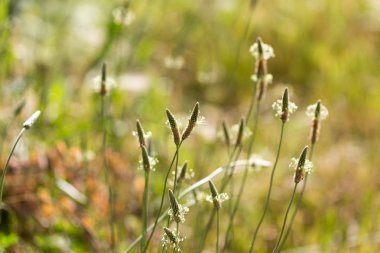 doğada çim çiçek. Makro