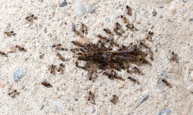 küçük karıncalar solucanı yiyor. Makro