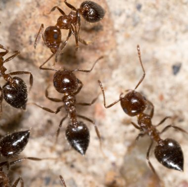 doğada küçük bir karınca. Makro