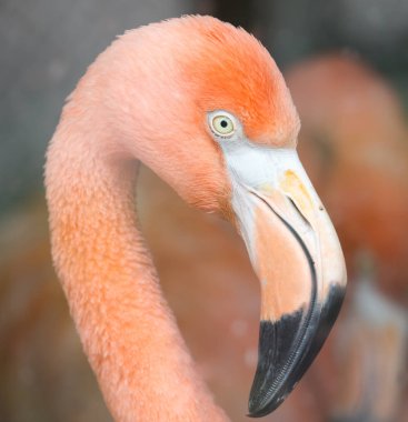 Pembe bir flamingo portresi