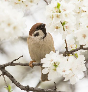 Ağaçtaki çiçeklerdeki serçe