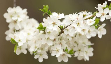 Doğadaki ağaçta güzel çiçekler