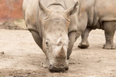 Parktaki gergedan doğada