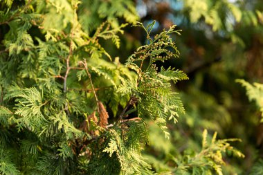 Yeşil Mazı şube niteliğine