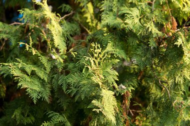 Yeşil Mazı şube niteliğine