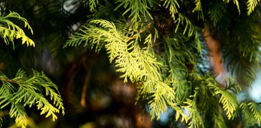 Yeşil Mazı şube niteliğine