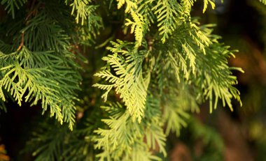 Yeşil Mazı şube niteliğine