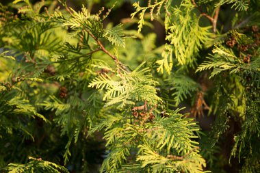 Yeşil Mazı şube niteliğine
