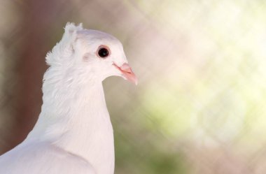 Doğada güzel beyaz güvercin