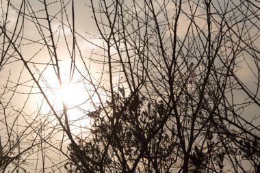 Gün batımının arka planında ağaç dalları