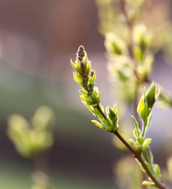 küçük bir ağaç bahar yapraklarda