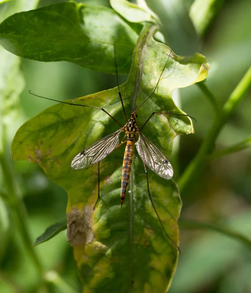 Grand moustique sur une plante verte. macro — Photo