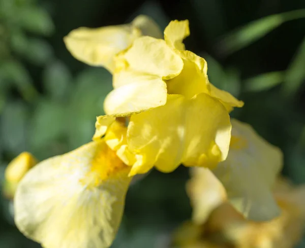 自然の中で美しい黄色のアイリス — ストック写真