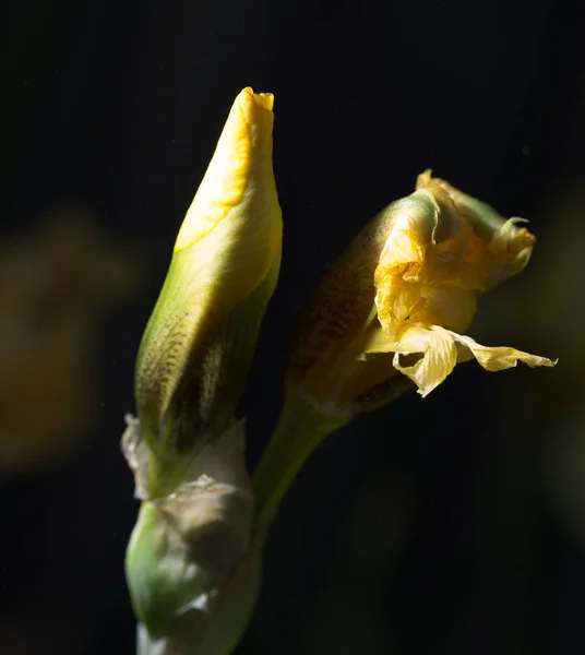 Krásná žlutá Iris v přírodě — Stock fotografie