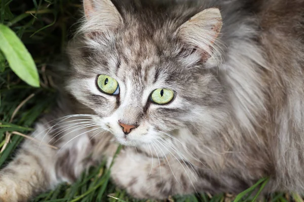 Doğadaki güzel bir kedinin portresi — Stok fotoğraf