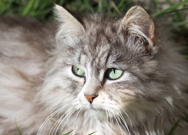 Porträtt av en vacker katt i naturen — Stockfoto