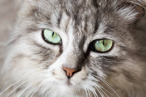 Porträt einer schönen Katze in der Natur — Stockfoto