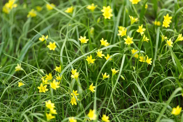 Liten gul blomma i naturen — Stockfoto