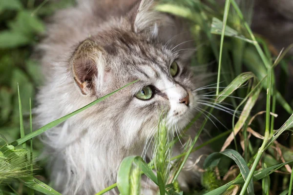 Portrait d'un beau chat dans la nature — Photo