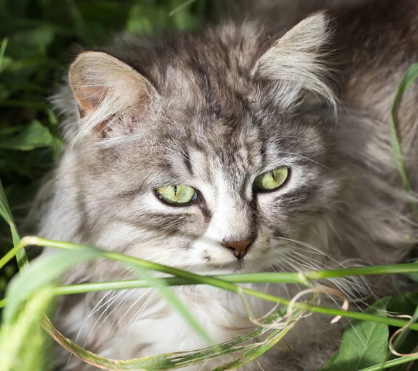 Portret van een prachtige kat in de natuur — Stockfoto