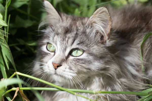 Portret van een prachtige kat in de natuur — Stockfoto