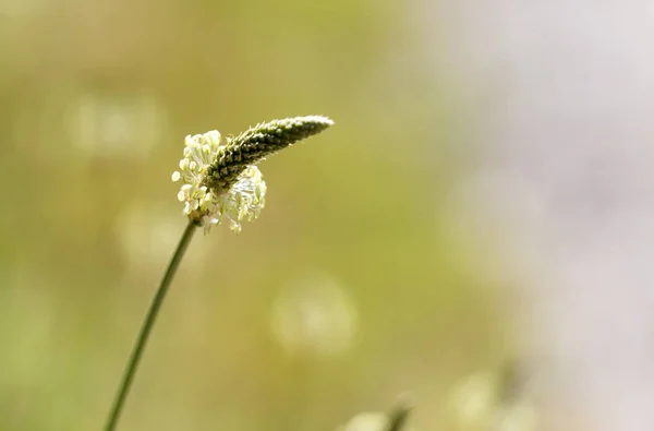 Blomma på gräs i naturen. Makro — Stockfoto