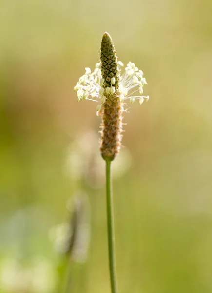 Květina na trávě v přírodě. Makro — Stock fotografie