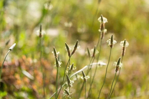 Blomma på gräs i naturen. Makro — Stockfoto