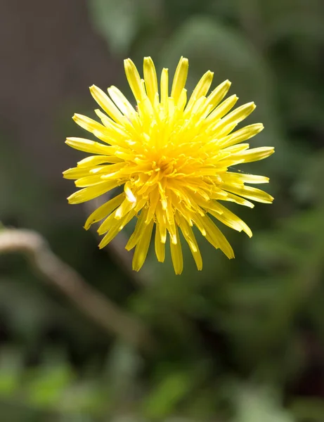 Hermosa flor de diente de león amarillo. macro —  Fotos de Stock