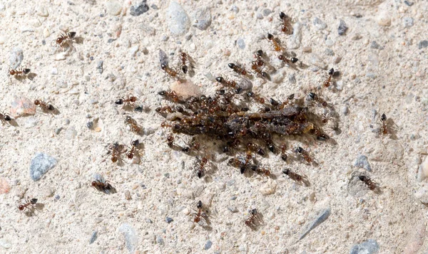 Hormigas pequeñas comen el gusano. macro —  Fotos de Stock