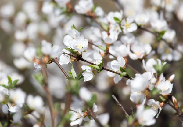 Hermosas flores en el árbol en la naturaleza —  Fotos de Stock