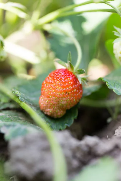 Rote Erdbeere auf der Natur — Stockfoto