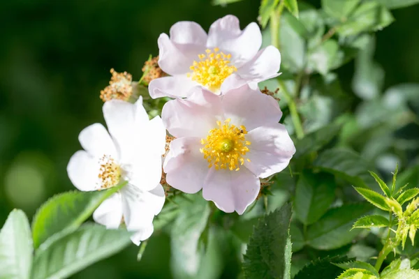 Bela flor branca na natureza — Fotografia de Stock