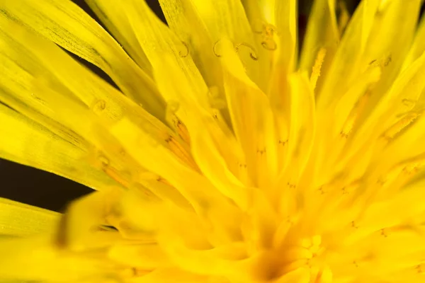 Gyönyörű sárga pitypang virág. Makró — Stock Fotó