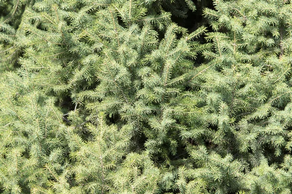 Красивое зеленое хвойное дерево в природе — стоковое фото