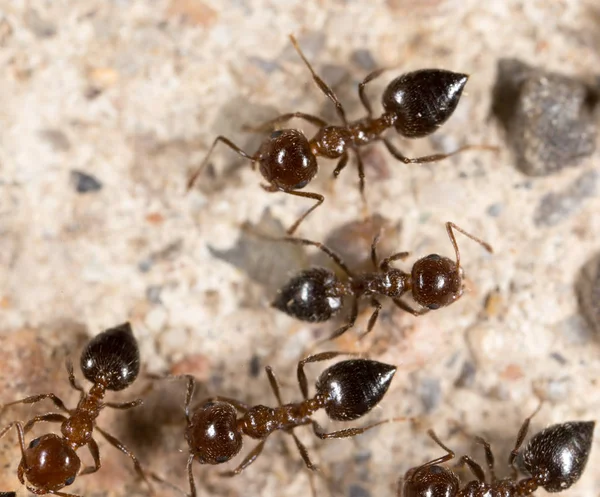 Petite fourmi dans la nature. macro — Photo