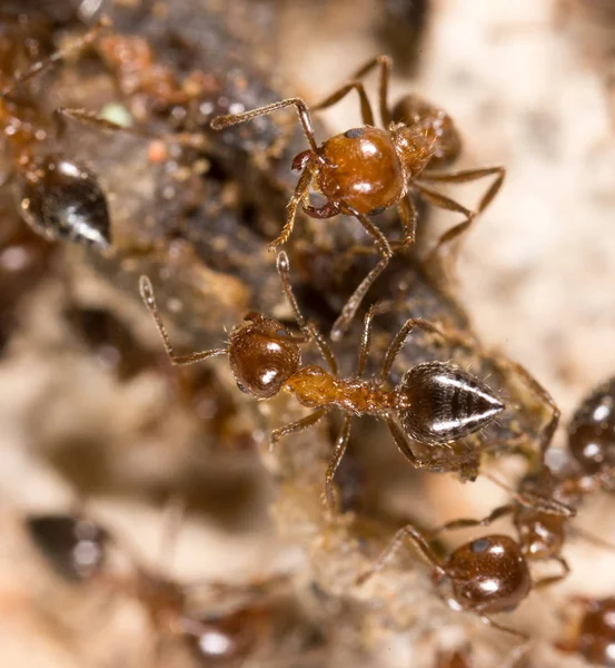 Маленький муравей в природе. macro — стоковое фото